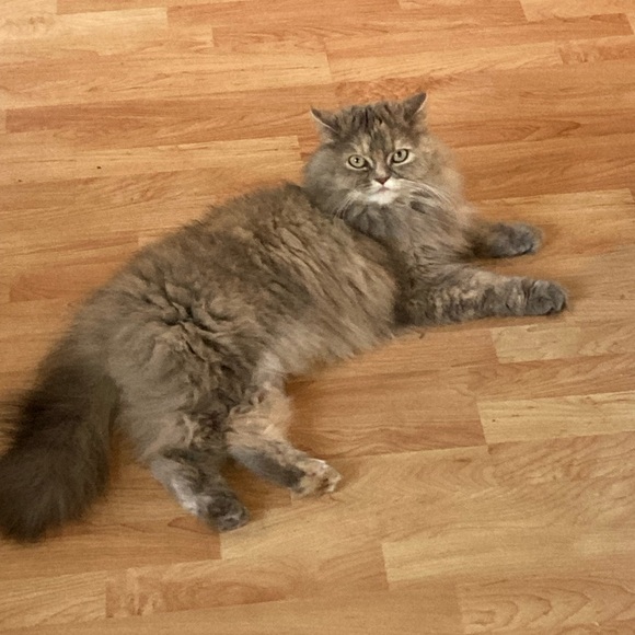 Meet your Posher, Caro - Picture 3 of 6